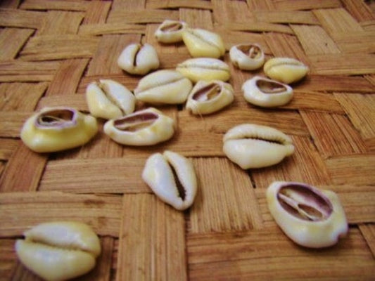 Cowrie Shell Reading